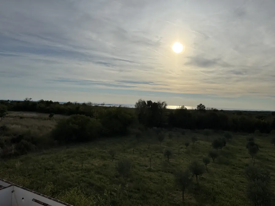 Olivenhain und Felder im Abendlicht