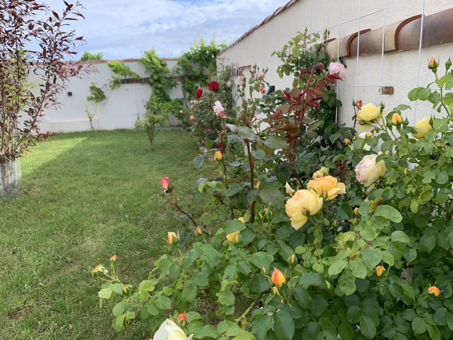 Rosen im Garten